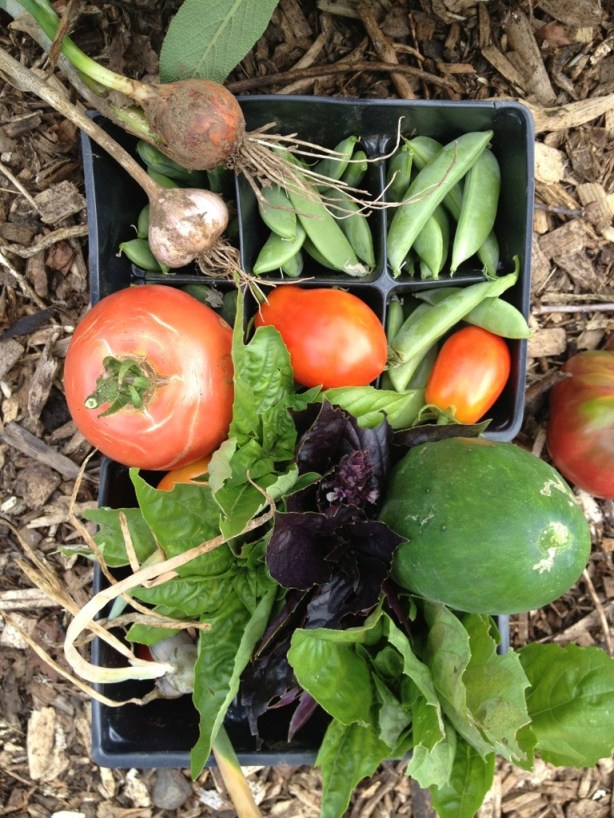 Image looking down on two little 6-pack planting trays full of sweet peas, red tomatoes, one onion, one garlic, fresh basil, sage, and a cucumber.