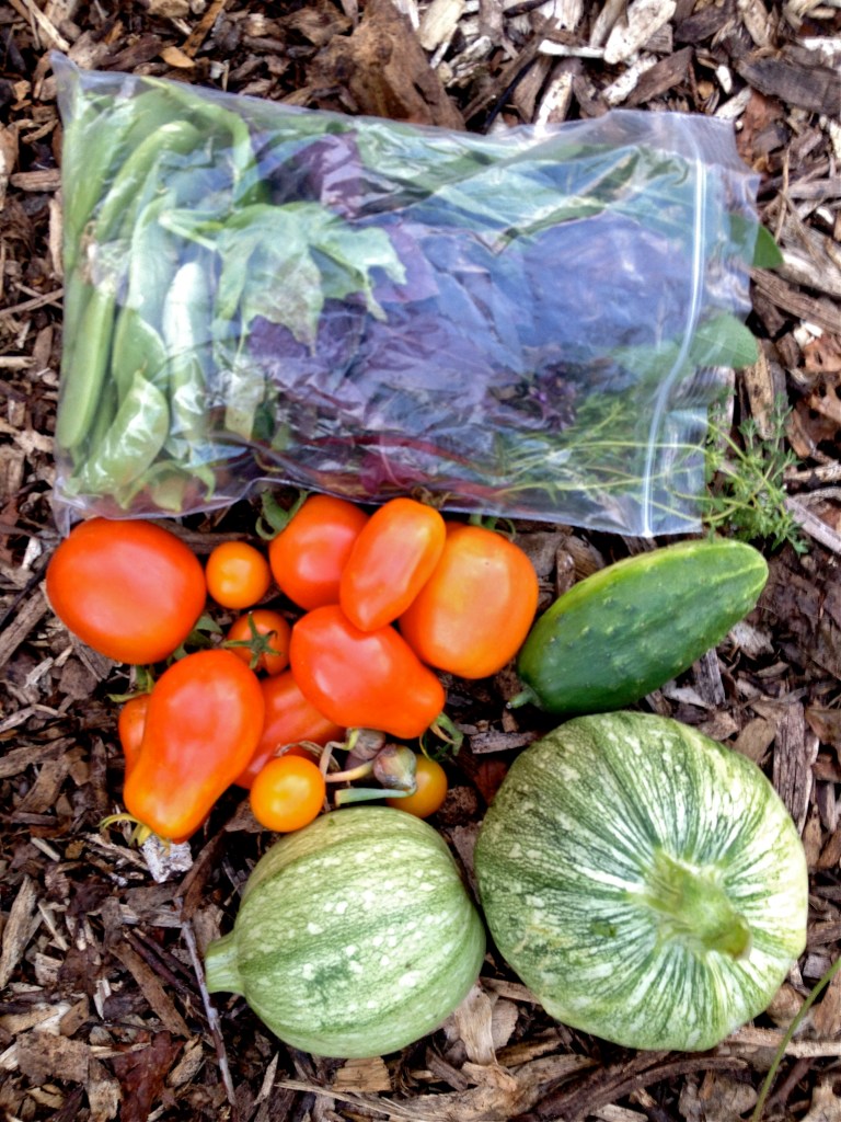 Image looking down on a plastic bag filled with snap peas and basil, and next to is a small pile of tomatoes, two round zucchini, and a cucumber