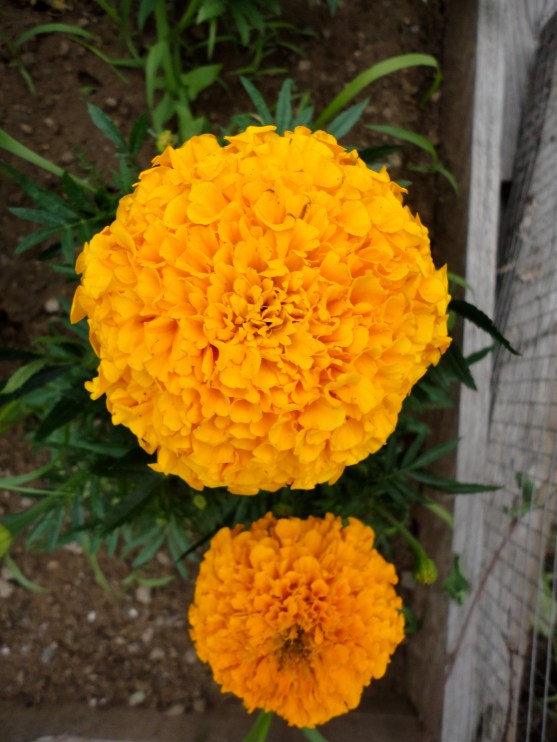Marigold