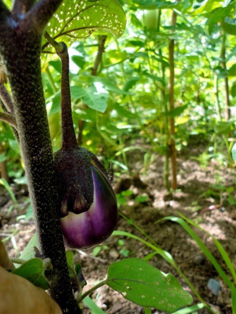 WeeEggplant