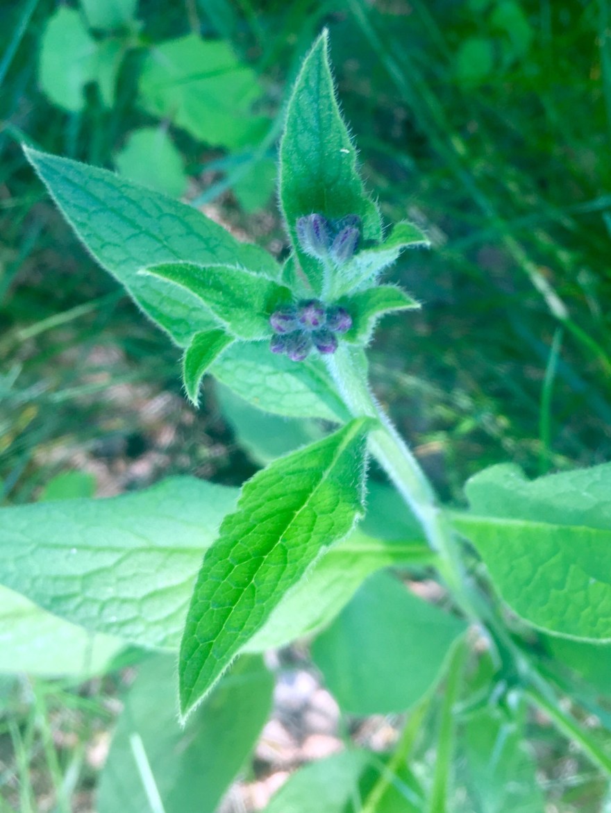 Image of purple flower buds on a tall green plantz. It's comfrey about to bloom. 